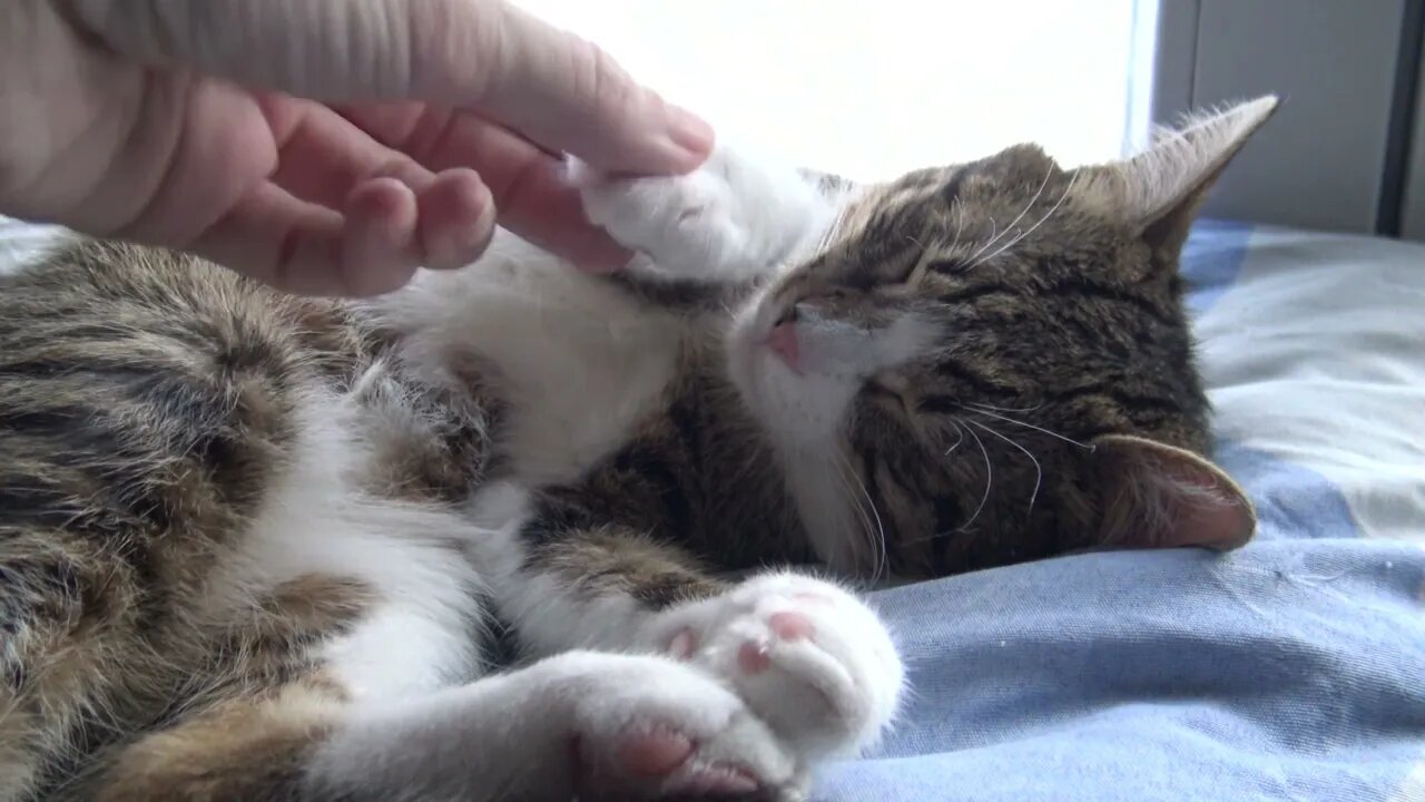 Sleepy Cat Gets Belly Tickles
