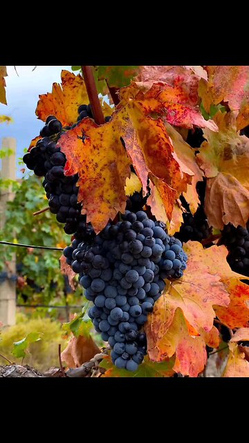 Autumn vineyards