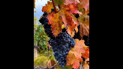 Autumn vineyards