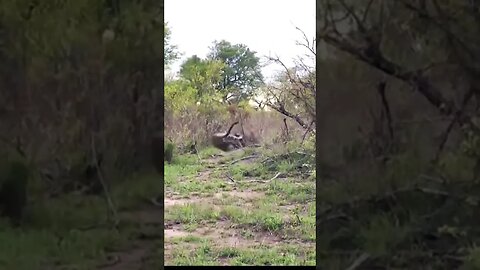 Leopardo ataca Javali Como todo bom predador! Na garganta