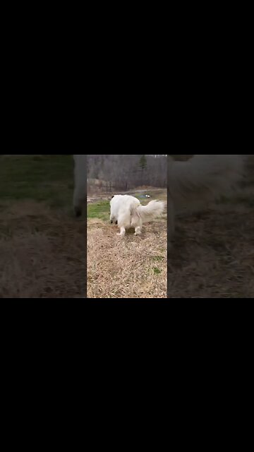 Milk Boy being playful this morning! #cute #shorts
