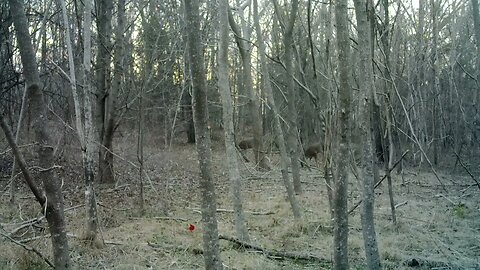 Deer Spook Male Cardinal