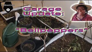 Garage Over-Wintering Bell Pepper Water Checks