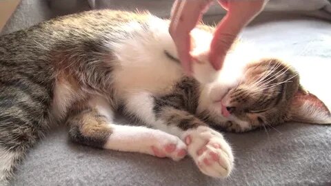 Sleepy Cat Is Being Bothered