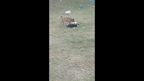 Play ground