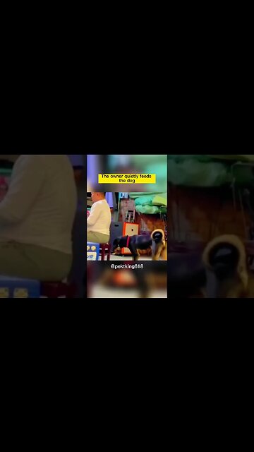 The owner quietly feeds the dog 🤣😍 #dog