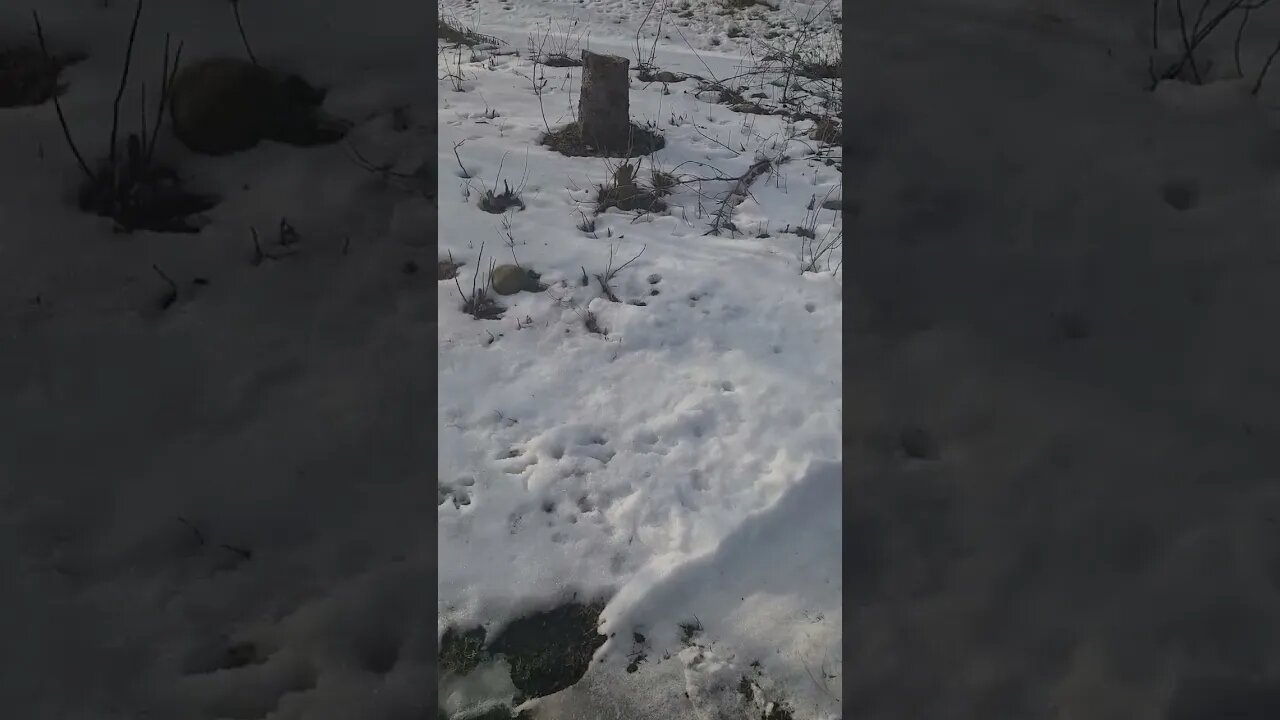 snow snow go away #shorts