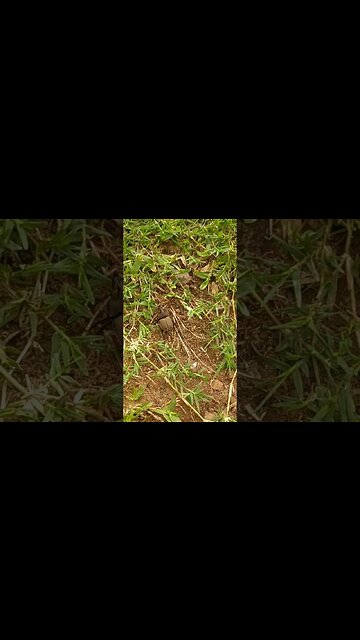 Cascarudo con guampa... Domingo medio aburrido ¿no? 🤦🏿😂