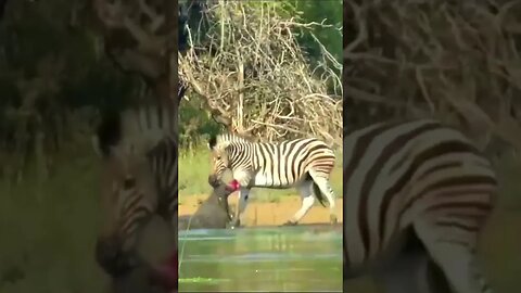 O constante desafios das Zebras para sobreviver #zebra #animais #africa