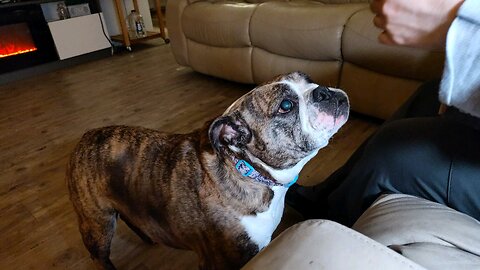 Dogsgiving