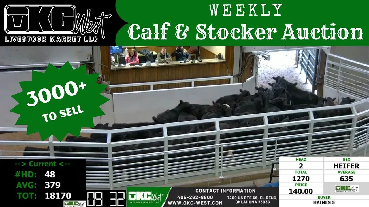 2/7/2023 - OKC West Calf and Stocker Auction