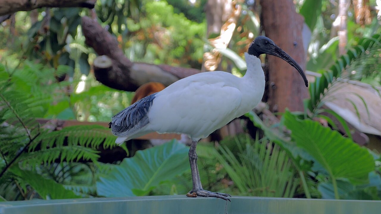 Australian White Ibis on a Casual Stroll Perth Zoo Iconic Guest