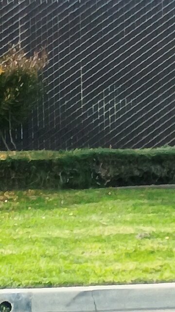 terrifying draconian snitch