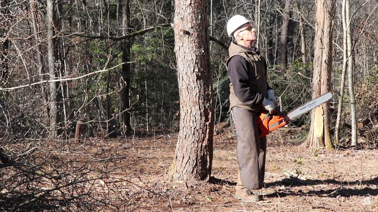 SAWING DOWN THE LARGEST REMAINING TREES FOR THE NEW SAWMILL:KILN | OFF GRID HOMESTEAD