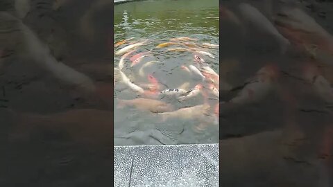 Ikan koi bisa berputar begini ya.
