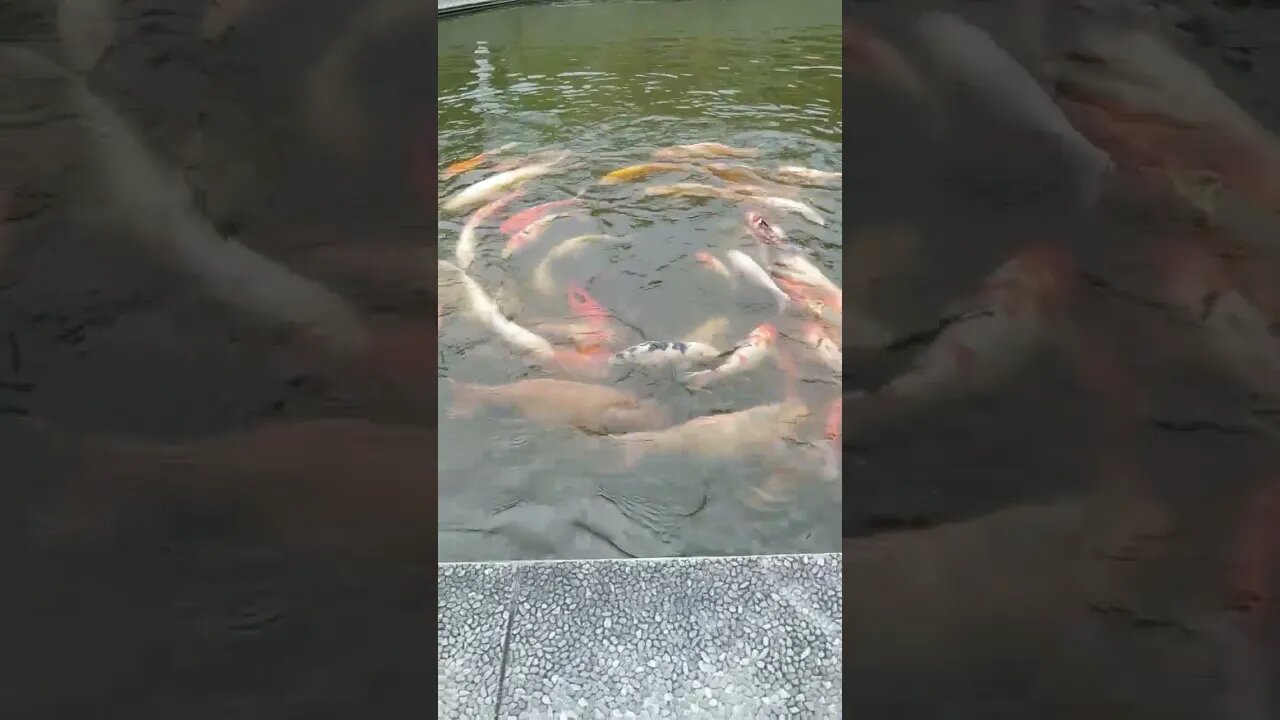 Ikan koi bisa berputar begini ya.