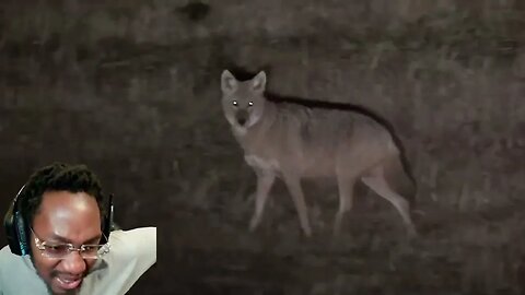 AGGRESSIVE COYOTES GETS TAUGHT A VALUABLE LESSON!