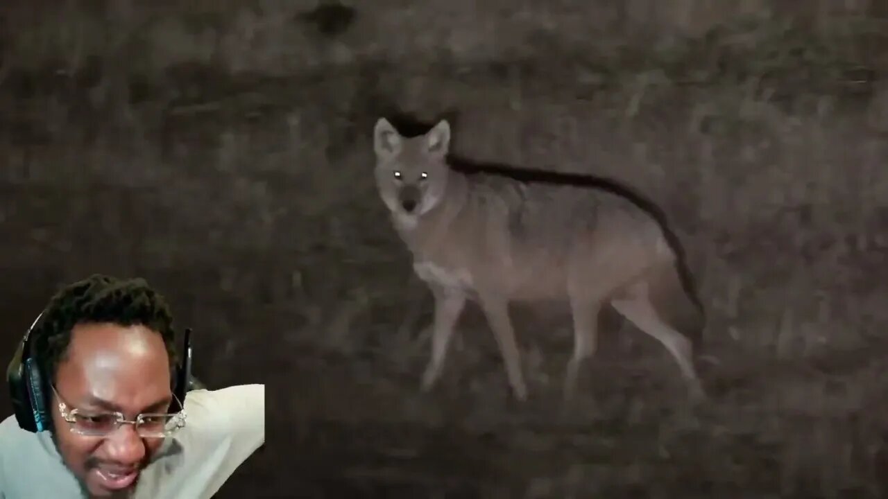 AGGRESSIVE COYOTES GETS TAUGHT A VALUABLE LESSON!