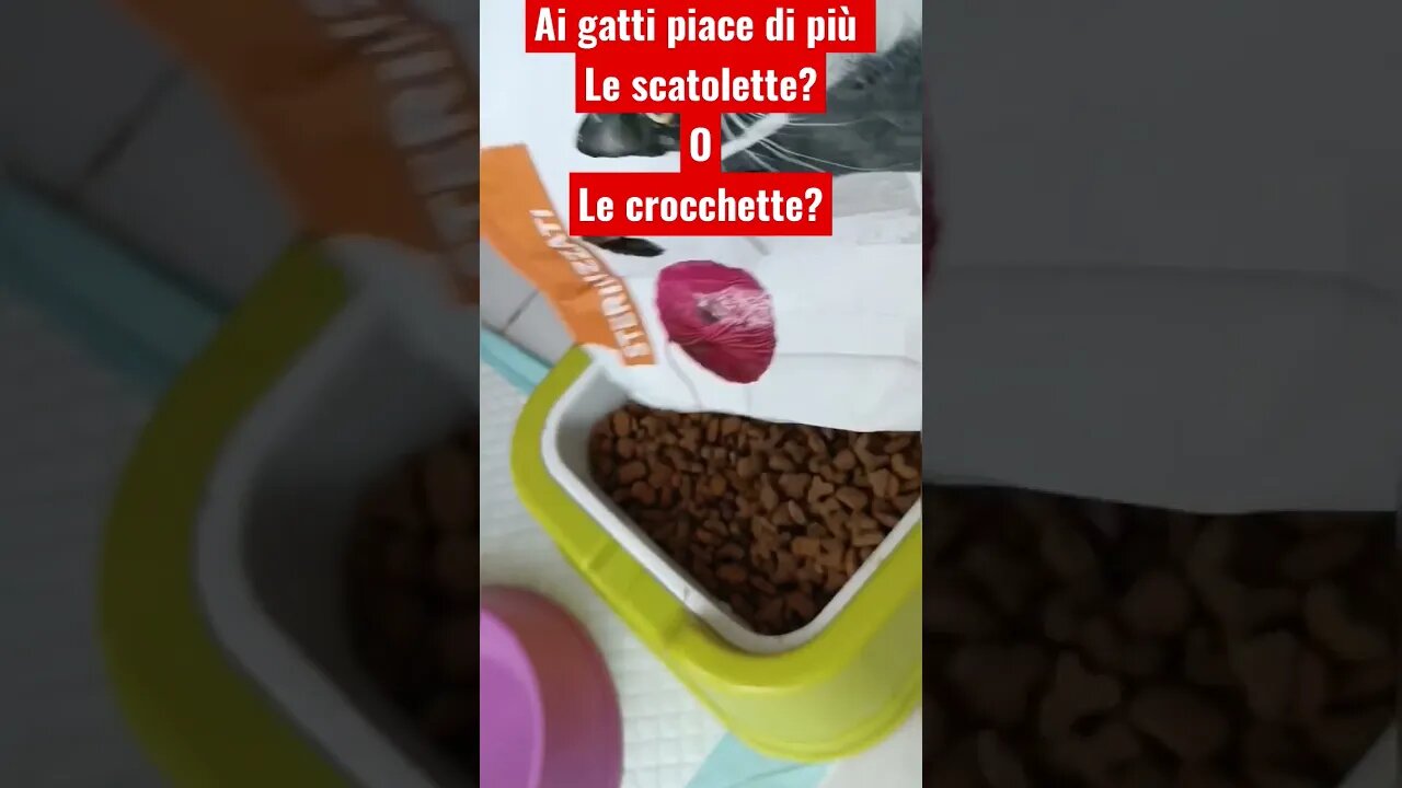 Ai gatti piace di più !le crocchette? o le scatolette?. rispondi velocemente in descrizione.,,🐱✅