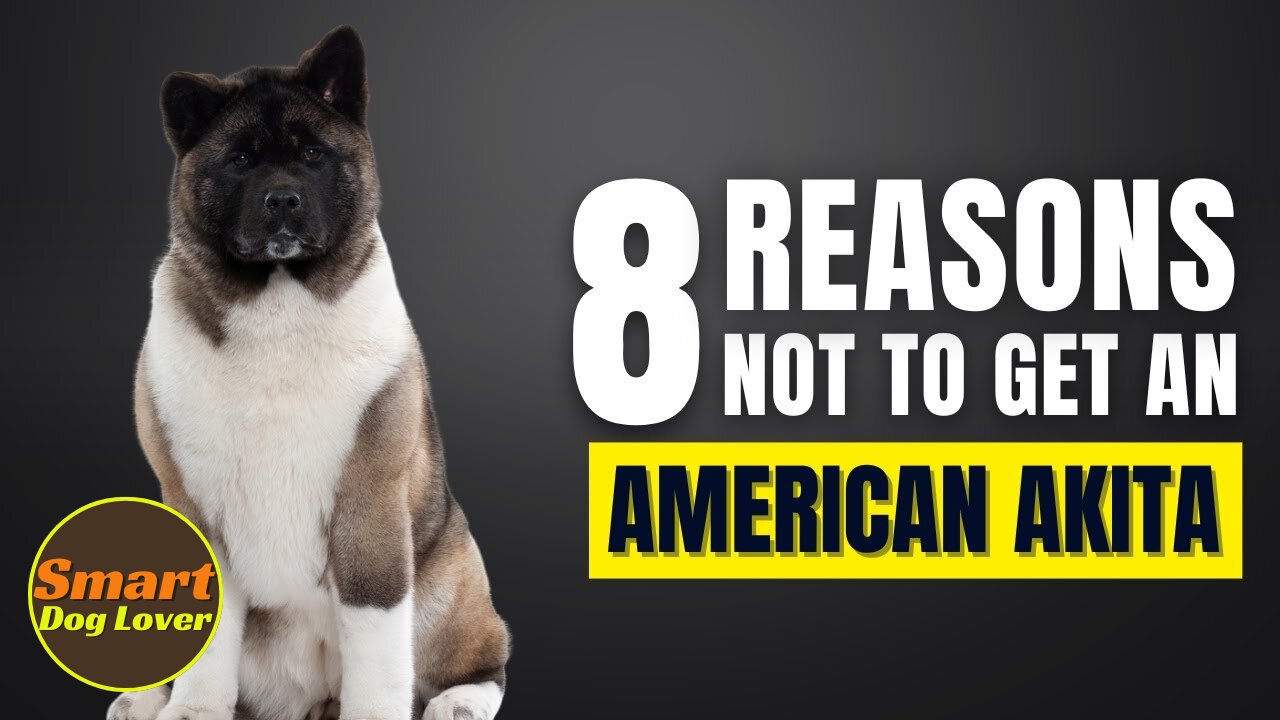 8 Reasons Why You Should Not Get an American Akita| Dog Training Tips