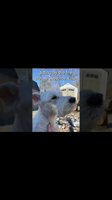 Ollie enjoys the fire #shorts