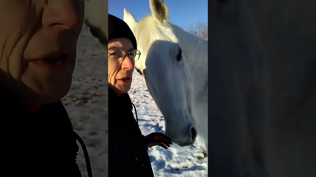 Turn Volume Down... 🐎 Somewhere In The "Heartland" Of Alberta, Canada. Checking On The Horses. 🐎