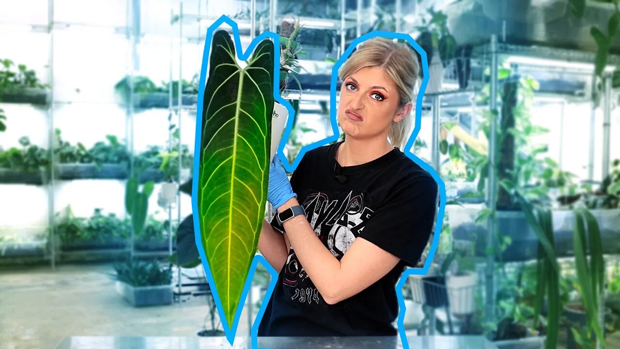 Repot With Me & Chit Chat | PlantTube in 2023