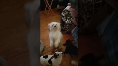 HEY I said I'm FIRST for a TREAT!!!🐶🐶🐶#dogs #cutedog