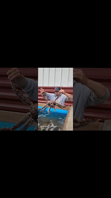 Have You Ever Seen A Crab Like This?