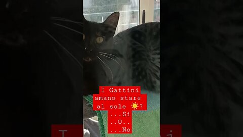 I Gattini amano stare al sole ☀️? ..rispondi in descrizione..