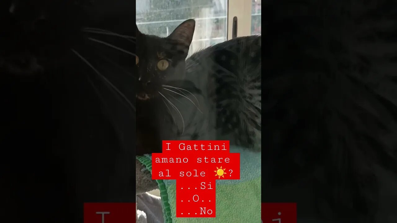 I Gattini amano stare al sole ☀️? ..rispondi in descrizione..