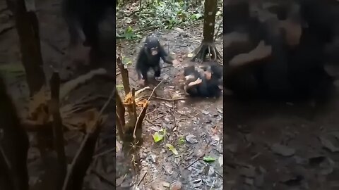 Chimpanzees hugging each other after reuniting
