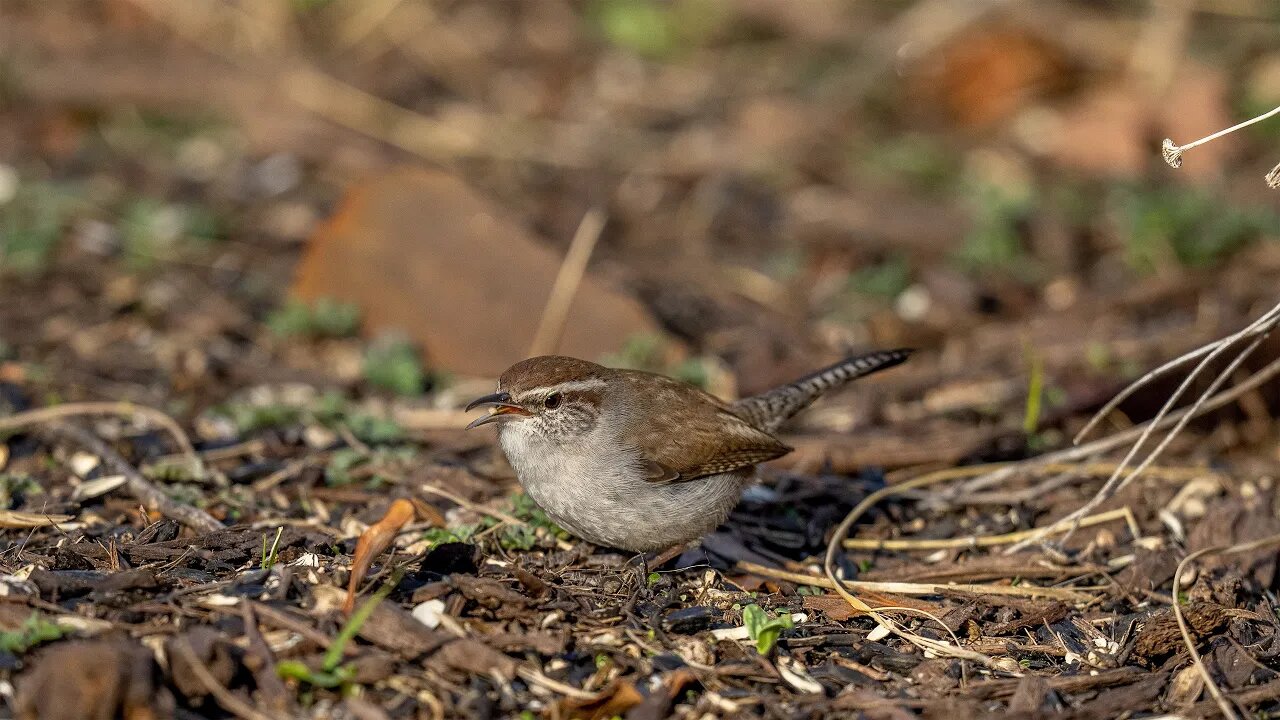 Bewick's Wren Feeding On Ground, Sony A1/Sony Alpha1, 4k