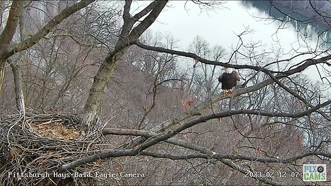 Hays Eagles Mom Goes after Squirrel at the Nest 2023 02 12 712AM