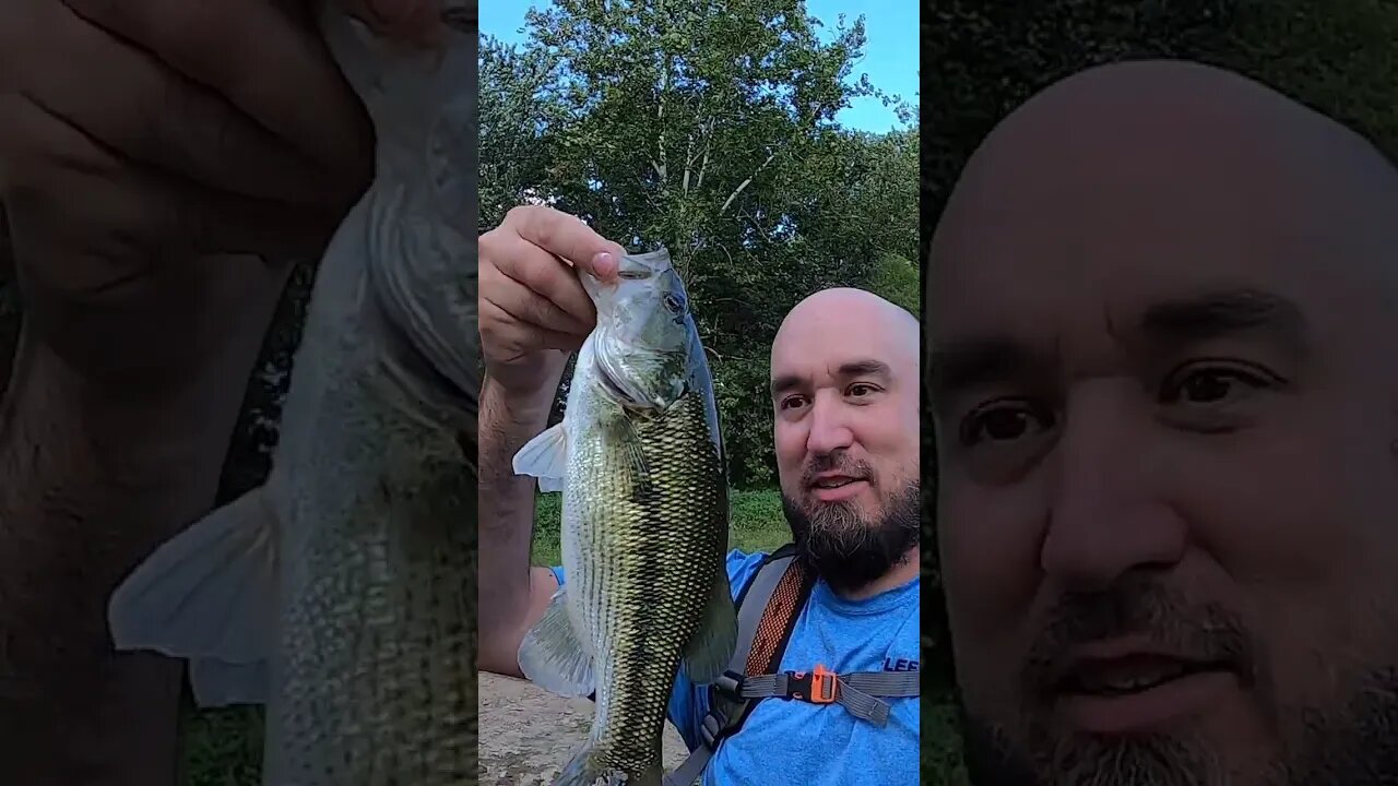 Topwater bass on the Whopper Plopper!