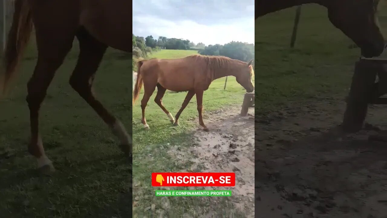 Cavalo, Boi tudo junto, olha isso. 👀🐴🐂#shorts #natureza #roça #animals #bicho #agro #roça #haras