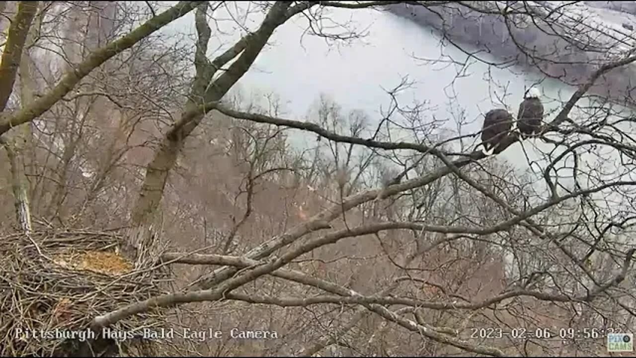Hays Eagles Dad Mates with Mom at Nest and flies off 2023 02 06 09 56