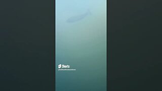Largemouth Bass