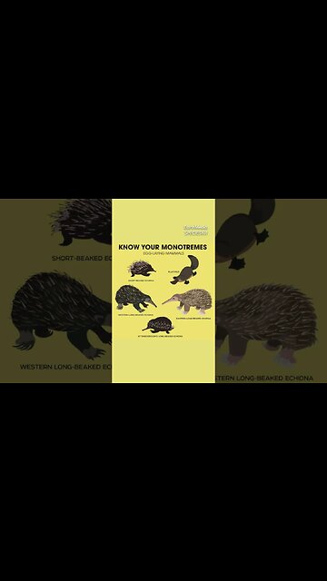 Mother Nature's Most Unusual Creature