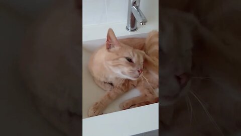 Cat enjoys his basin/sink bed Part II