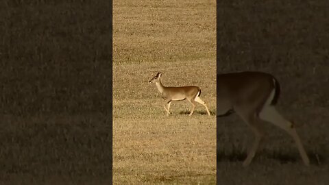 Deer at Chickamauga Battlefield