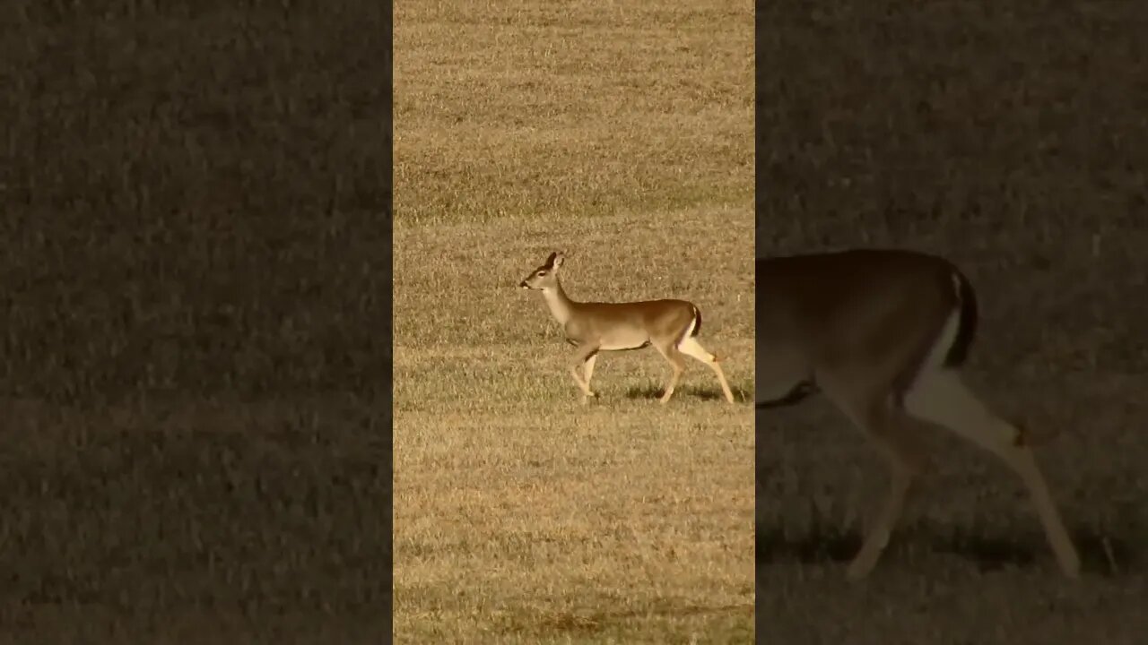 Deer at Chickamauga Battlefield