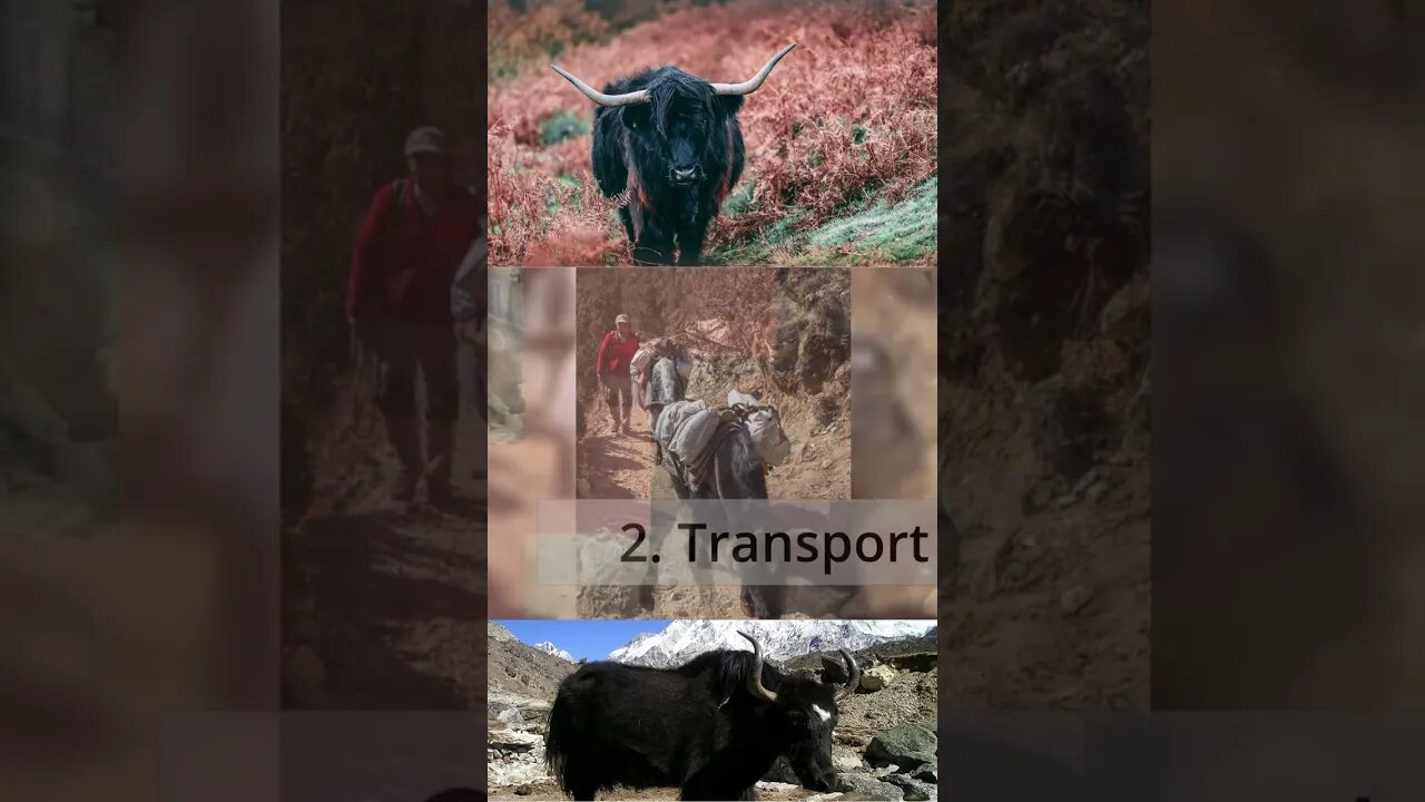 IMPACTS of Yaks in The Life of Man