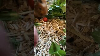 Guinea pigs doing their their favorite past time