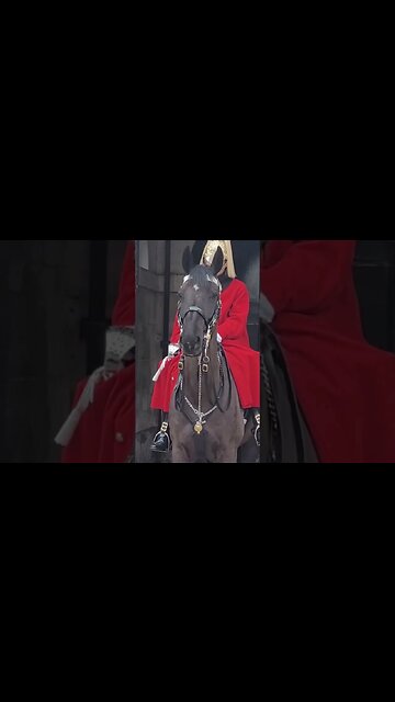 Dog reacts to horse #horseguardsparade