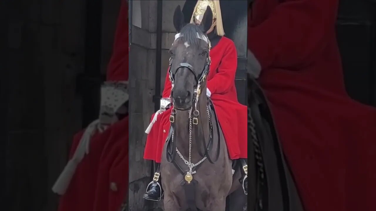 Dog reacts to horse #horseguardsparade