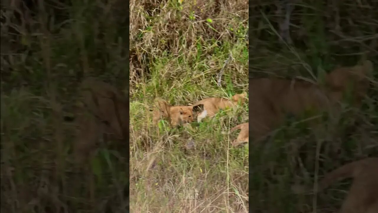 Cute Little Lion Cubs #shorts | #ShortsAfrica