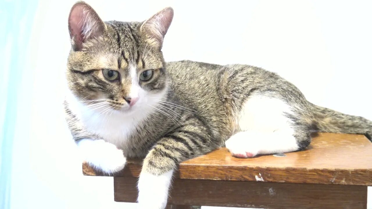 Cat Jumps off the Chair