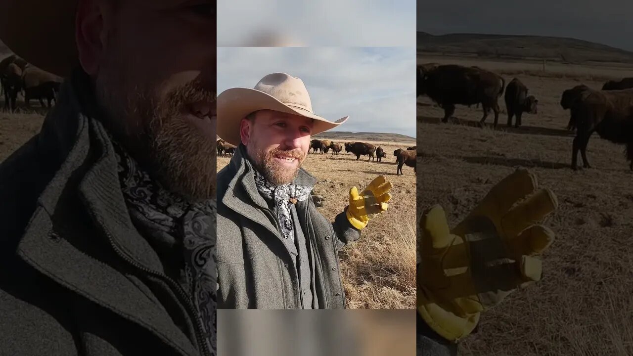 Difference between Grass Fed and Grass Finished