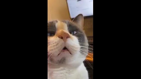 Funny Pets